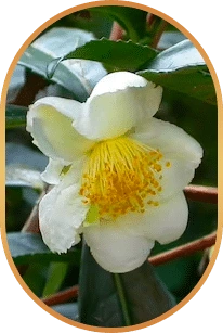 Camellia sinensis: The tea plant in flower