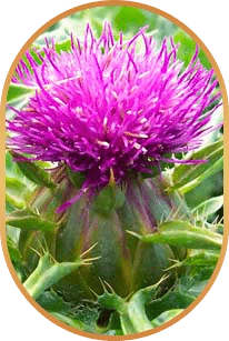 Silymarin: Milk thistle in flower
